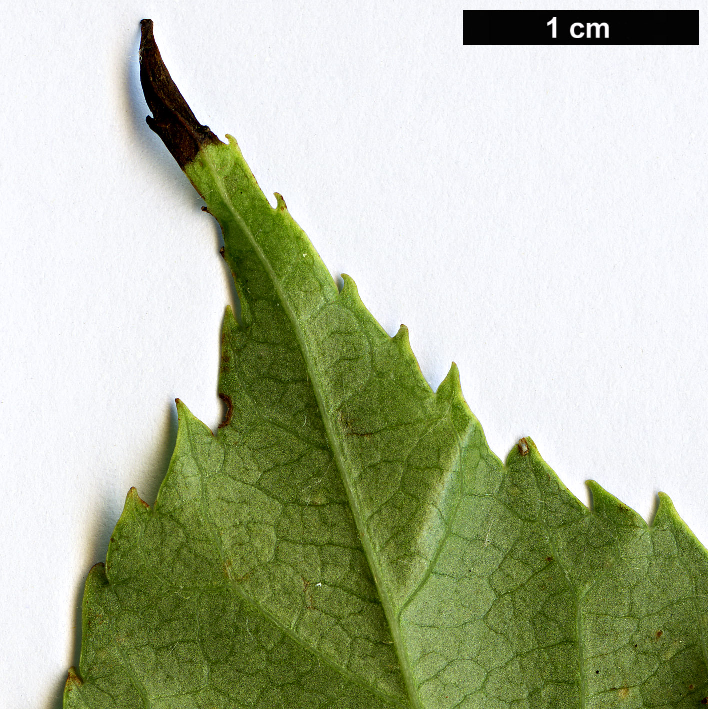 High resolution image: Family: Rosaceae - Genus: Sorbus - Taxon: verrucosa
